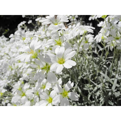 Cerastium tomentosum (Molyhos madárhúr)