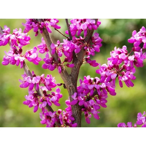 Cercis siliquastrum - Közönséges júdásfa