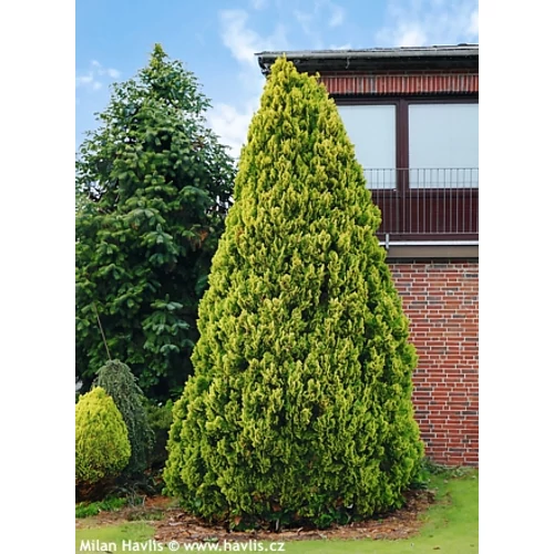 Chamaecyparis lawsoniana 'Ivonne' - 