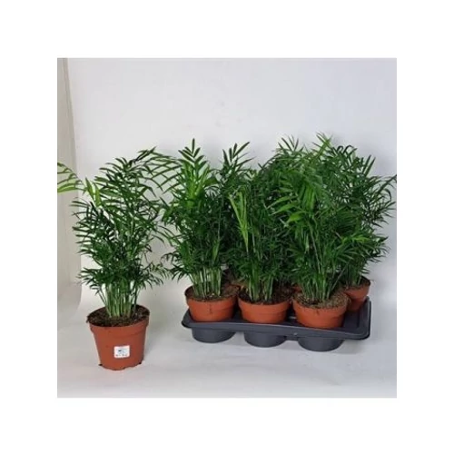 Chamaedorea ELEGANS