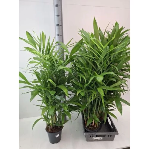 Chamaedorea SEIFRIZII