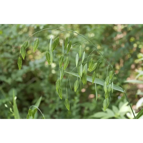 Chasmanthium latifolium (Széleslevelű különösfű)