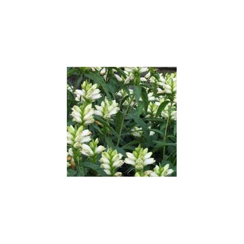 Chelone obliqua 'Alba' (Csinos gerlefej)