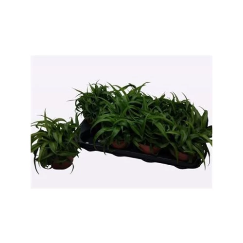 Chlorophytum COM BONNIE