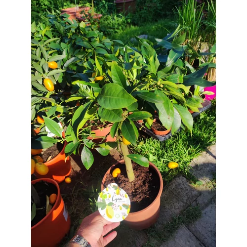Citrus floridana – Törpe narancs