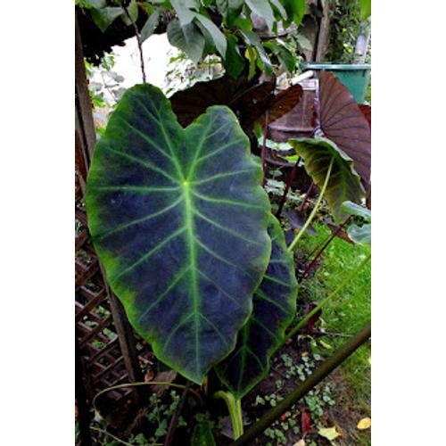 Colocasia antiquorum var. illustris