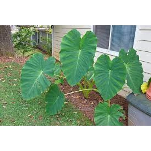 Colocasia esculenta kerti tavi növény