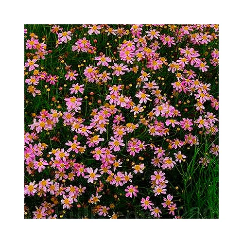 Coreopsis verticillata 'American Dream' (Keskenylevelű menyecskeszem)