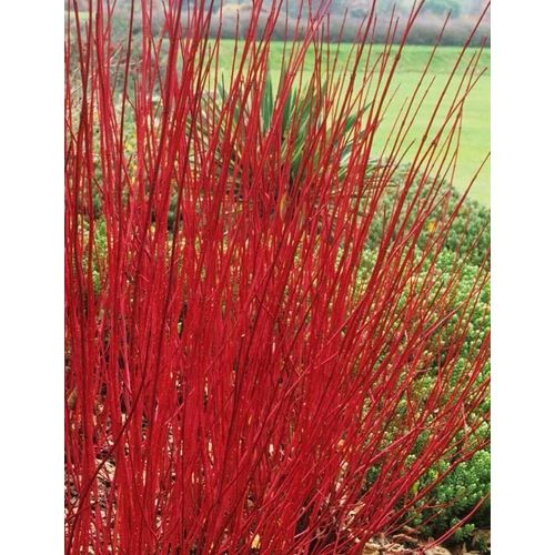 Cornus alba 'Westonbirt'