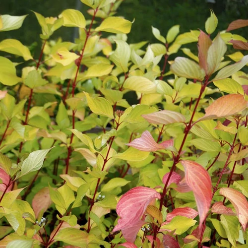 Cornus alba 'Aurea' - 