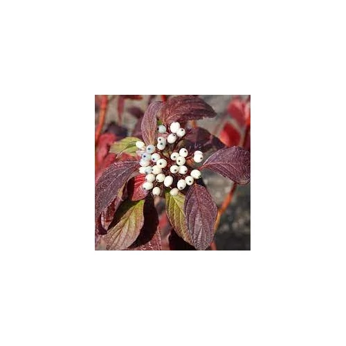 Cornus alba 'Siberian Pearls' - Zöld levelű, piros vesszejű som