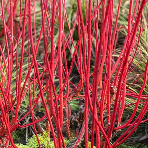 Cornus alba 'Sibirica' - Zöld levelű, piros vesszejű som