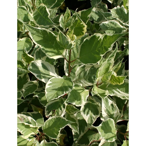 Cornus alba 'Sibirica Variegata' - Fehér-tarka levelű som