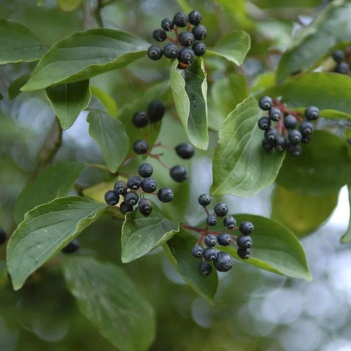 Cornus amomum 'Blue Cloud' - 