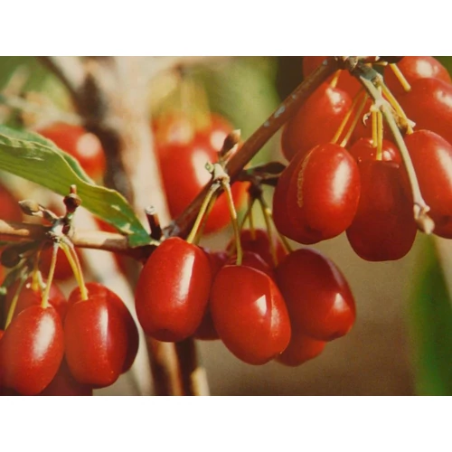Cornus mas 'Jolico' - 
