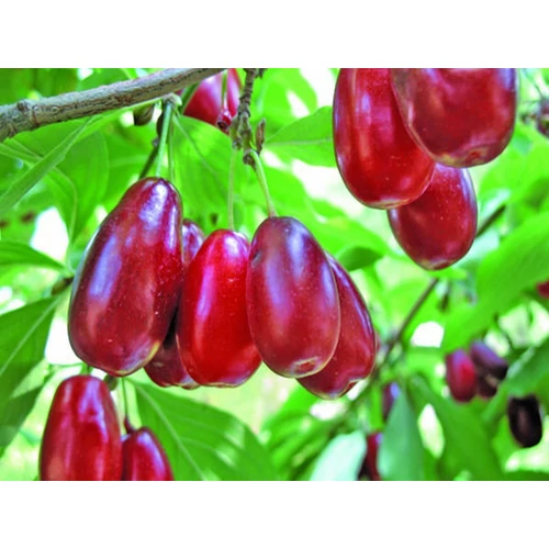 Cornus mas 'Kazanlak' (OND) - 