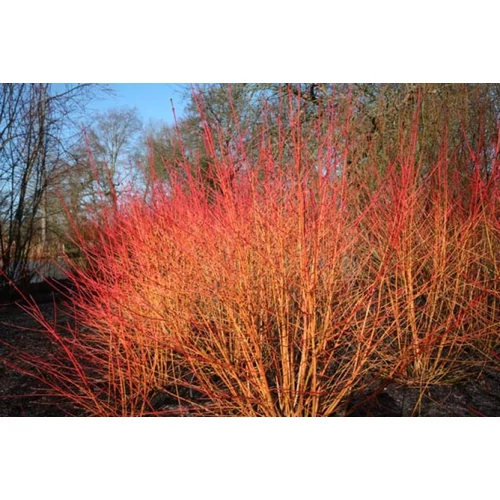 Cornus sanguinea - Veresgyűrűs som