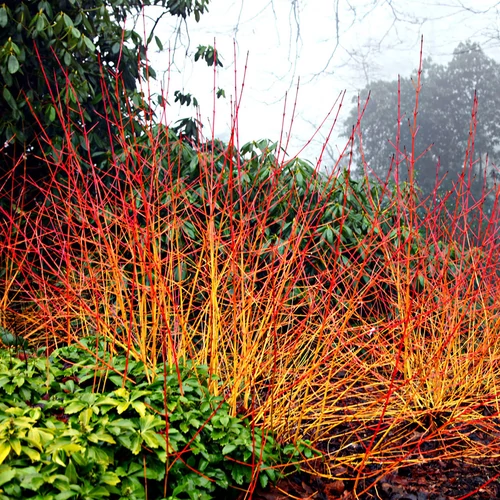 Cornus sanguinea 'Midwinter Fire' - Zöld levelű, narancssárga vesszejű som