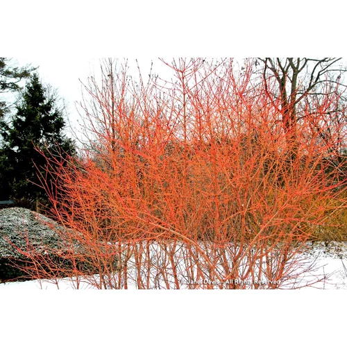 Cornus sanguinea 'Winter Beauty' - Narancssárga vesszejű som
