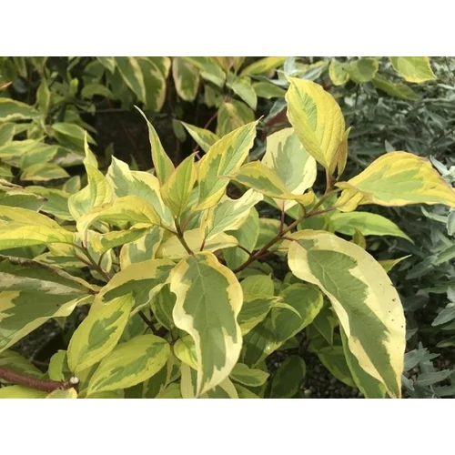 Cornus sericea 'Hedgerow's Gold' - Sárgatarka levelű, piros vesszőjű som
