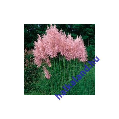 Cortaderia selloana Pink Feather