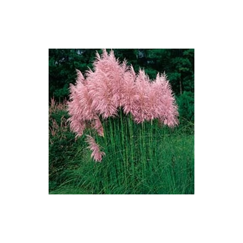 Cortaderia selloana Pink Feather