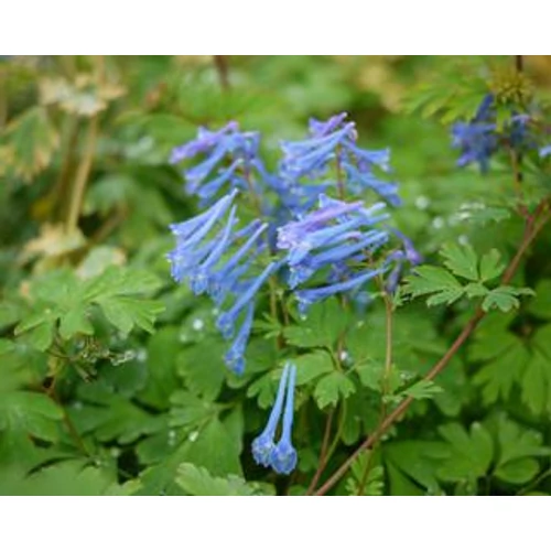 Corydalis flexuousa 'Blue Panda' (Égszínkék keltike)