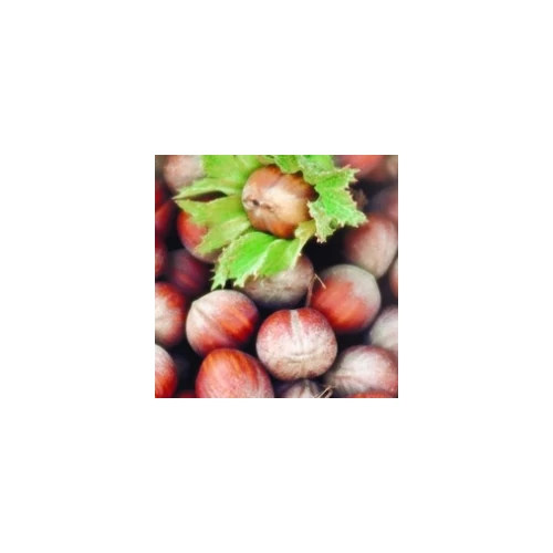 Corylus Tonda Giffoni