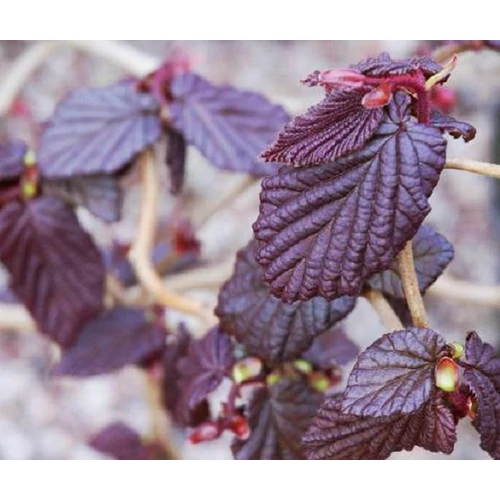 Corylus avellana 'Red Majestic'® - Csavartvesszejű vérmogyoró