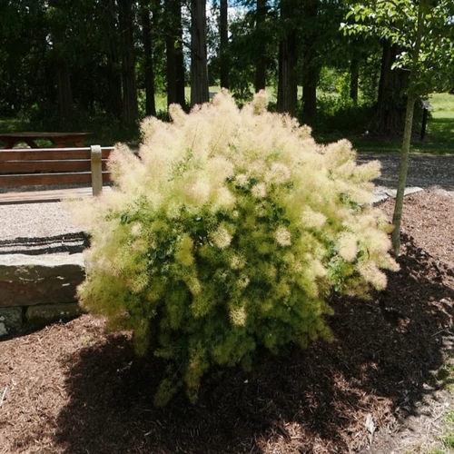Cotinus coggygria - Cserszömörce