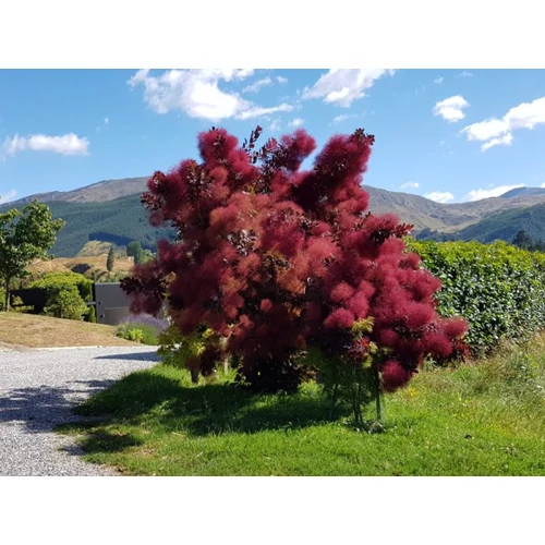 Cotinus coggygria 'Grace' - 