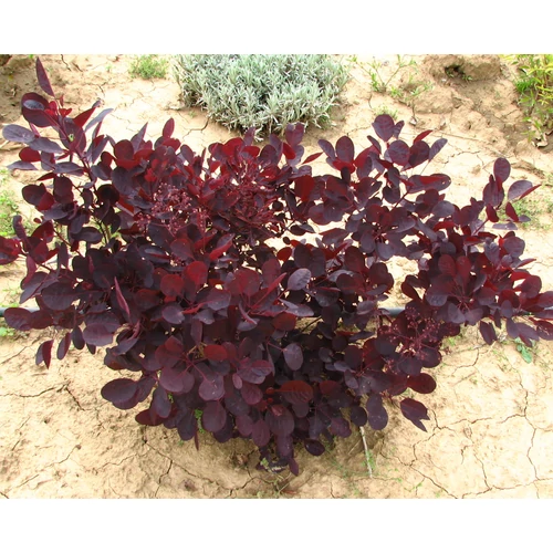 Cotinus coggygria 'Lilla'® - Bordó levelű, törpe cserszömörce