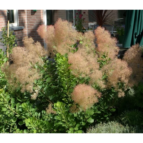 Cotinus coggygria 'Young Lady'® - Korai virágzású cserszömörce