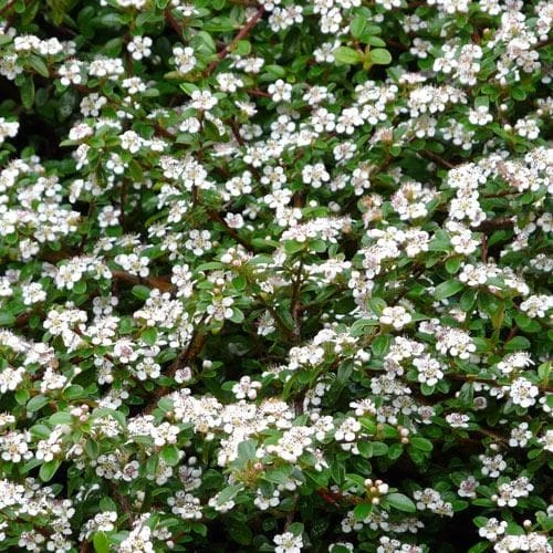 Cotoneaster dammeri 'Green Carpet' - 