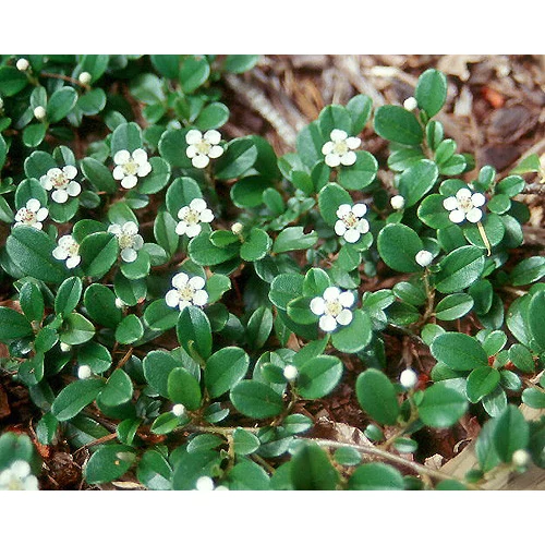 Cotoneaster dammeri 'Mooncreeper' - 