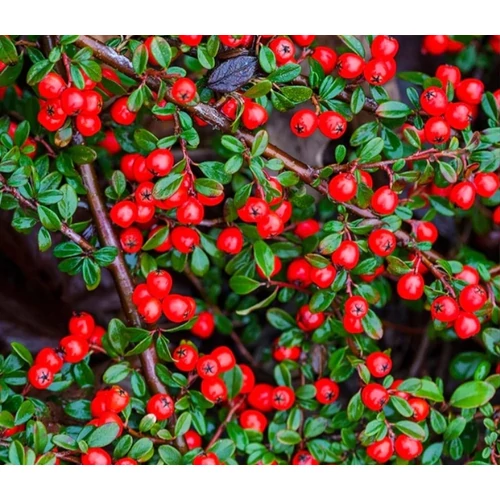 Cotoneaster dammeri 'Schoon' - Talajtakaró madárbirs