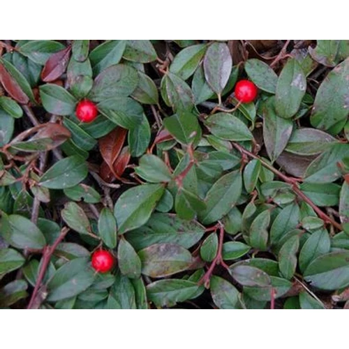 Cotoneaster dammeri ' Major' - Nagy levelű madárbirs
