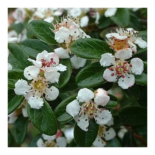 Cotoneaster dammerii 'Miranda' - Kúszó madárbirs