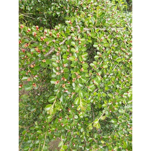 Cotoneaster horizontalis - Kerti madárbirs