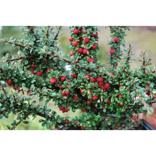 Cotoneaster microphyllus - Aprólevelű madárbirs