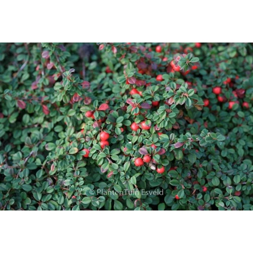 Cotoneaster procumbens 'Streib's Findling' - Kúszó madárbirs
