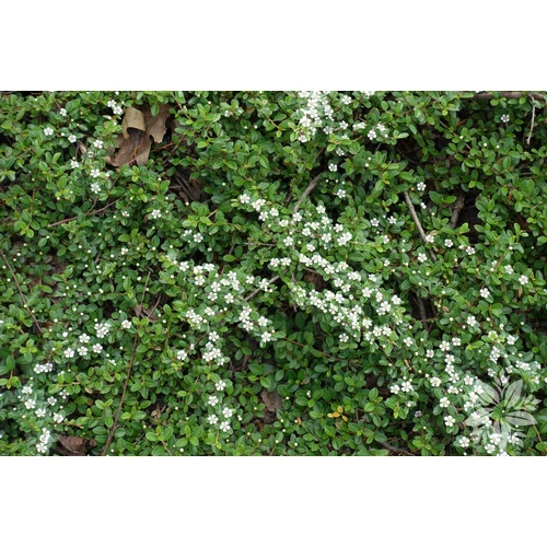 Cotoneaster radicans 'Rami' - Kúszó madárbirs