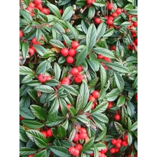 Cotoneaster salicifolius 'Parkteppich' - Fűzlevelű madárbirs