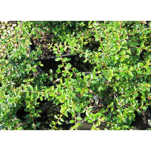 Cotoneaster x suecicus 'Skogholm' - Henye madárbirs