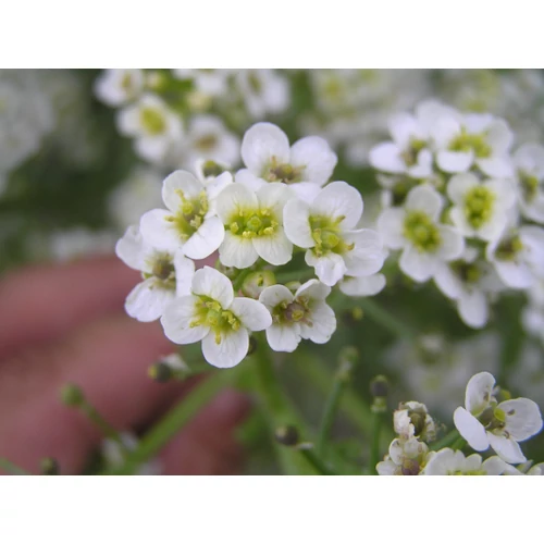 Crambe cordifolia (Szívlevelű tátorján)