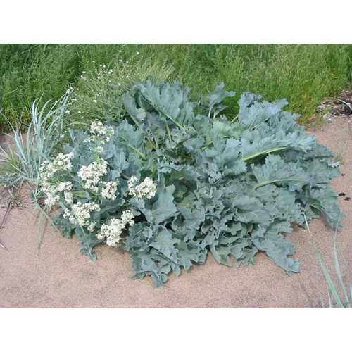 Crambe maritima (Tengerparti tátorján)
