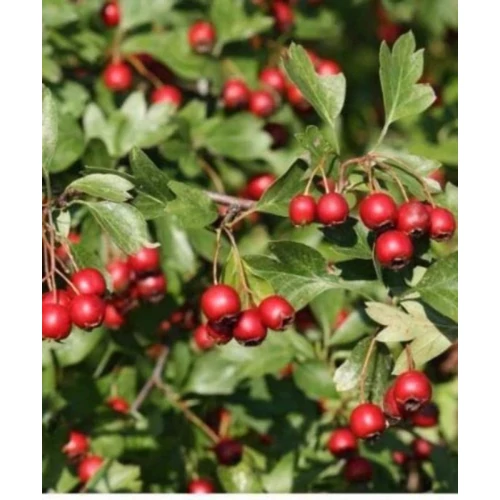 Crataegus monogyna - Egybibés galagonya