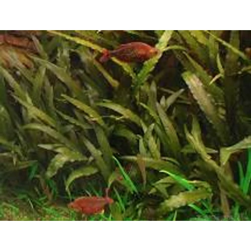 Cryptocoryne indonesii akváriumi növény