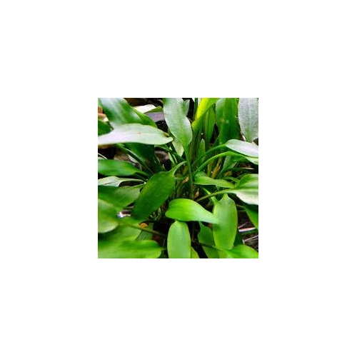 Cryptocoryne nevelli akváriumi növény