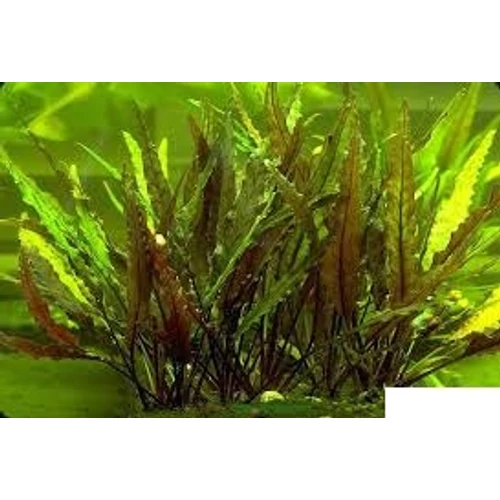 Cryptocoryne undulata akváriumi növény